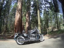 Obligatory bike shot next to some giant sequoias