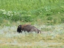 All by himself in a big field