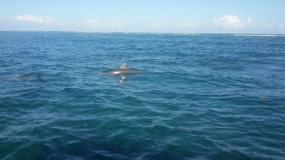 Two dolphins followed us most of the way back. They are amazing animals and gave us quite the show!