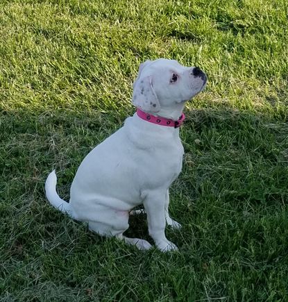 Wifes pup Lady at 8 months old 