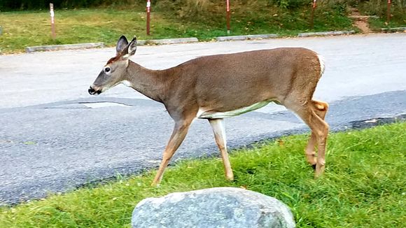 Morning visitor 