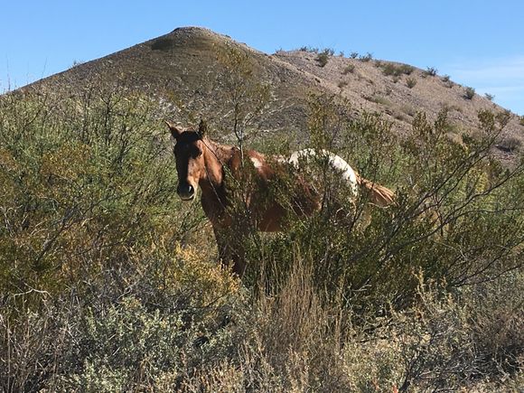 Feral Horses