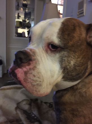 Labs rule Bulldog's drool.... a lot!