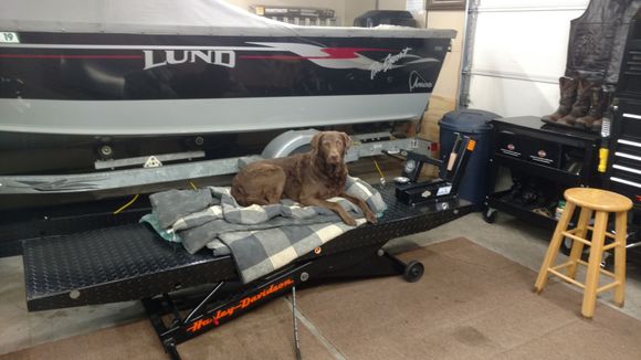 my Chessie has been known to take a nap on it when not in use!! LOL