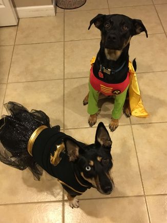 Halloween. Yup we dress them up, we are tools. 