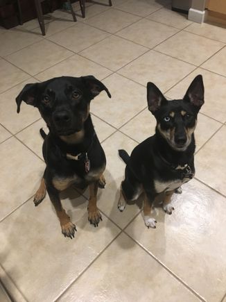 Our pups, Opie and Lucy. 