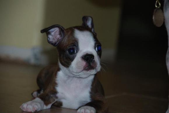 Spanky 022