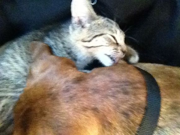Mittens (kitten) grooming gemma (dog)