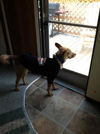 Jax with his new t-shirt.