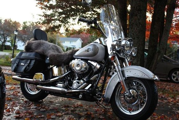 New birthday chrome - front light trim, front fender trim, regulator cover