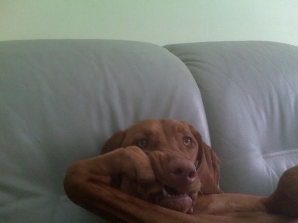 this is cailey watching tv