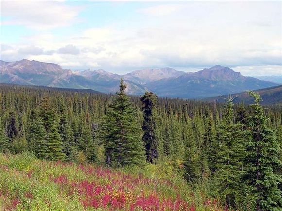 Denali National Park, Alaska 


You know, every person that Ive ever met in Alaska was pretty cool and helpful. Im sure not all of em are but I never encountered one. I figured after enduring the sometimes cruel winter months, awakening to Spring and looking at scenery such as this, hell, who wouldnt be wearing a smile, be considerate and helpful?