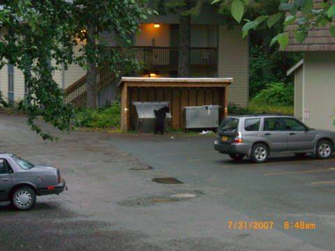 Black bear trying to open first dumpster