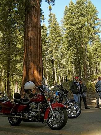Local ride into Giant Sequoia trees at McKinley Grove
