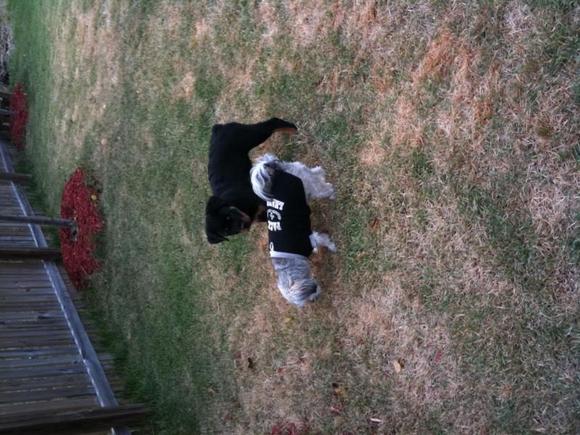 Sasha playing with Lucky, my stepchild terrier who thinks he's way bigger than he is...He was only bigger than her for about a  week lol...He's worked his way into my heart though...