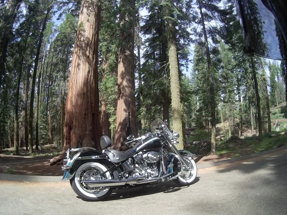 Obligatory bike shot next to some giant sequoias
