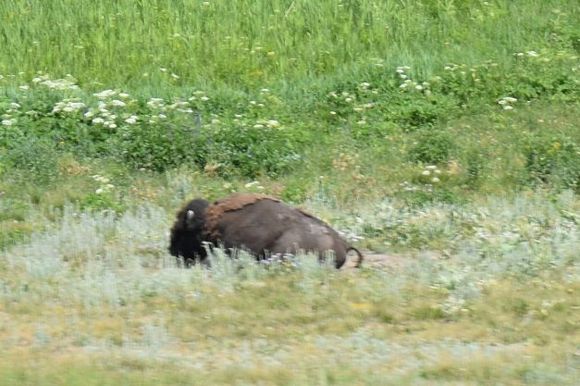 All by himself in a big field