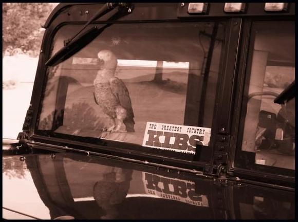 Great Car Security, he has pliers on his face! His name is Byrd! KIBS good country station in Bishop !