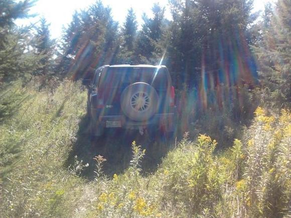 Then i took a stroll through the woods