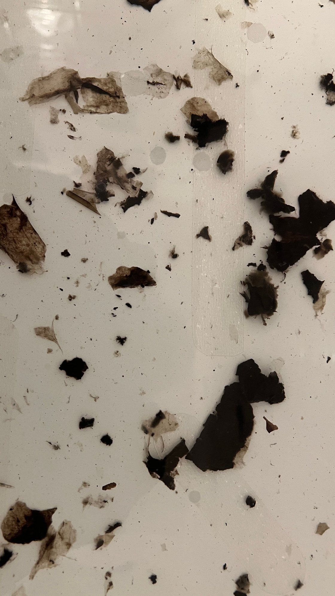 Slimy black stuff that came out of my washer reservoir.   That was a lot more than what is shown. 