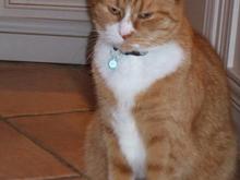 6 years old male, with white and orange fur