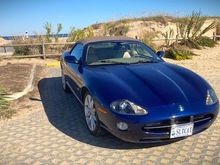 A rare sighting of the elusive Salt Cat in it's native habitat.