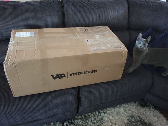 Lol, more than one cat is interested in whats in the box