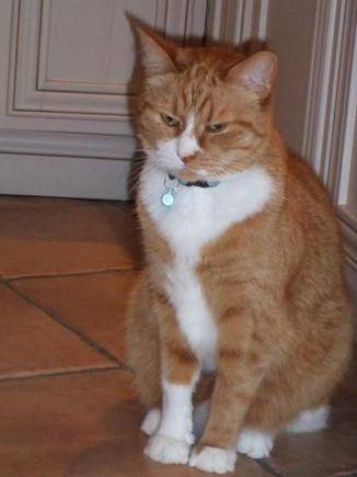 6 years old male, with white and orange fur