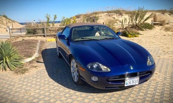 A rare sighting of the elusive Salt Cat in it's native habitat.