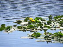 lilypads