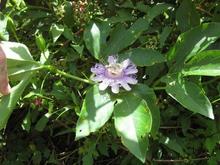 flower on a passion vine.