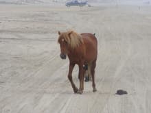 Horse on the beach.