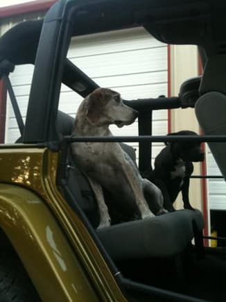Doggies in my back seat