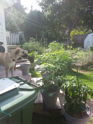 Rey my mutt watching mom in our little garden of eden.