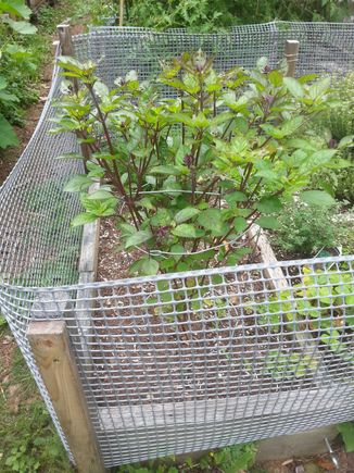 Basil for pesto.