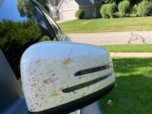 Day 3 - Home in Indiana - many bugs killed. (7-18-22)