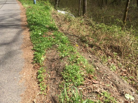 What you can't see is a tree stump in the upper right side of this picture.  The passenger side hit that stump and then pivoted a complete 180 degrees so that the front of the car was directly facing down hill.