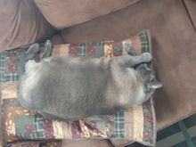 This is Bishop, a 20 lb gray Siamese.  He slacks.