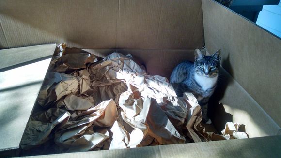 My kitty checking out one of Lars' custom boxes.