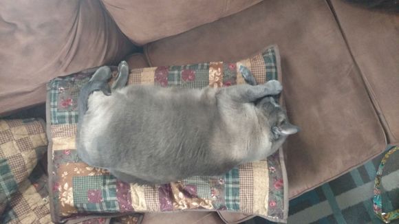 This is Bishop, a 20 lb gray Siamese.  He slacks.