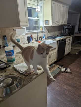 This is Snickers being snickers.  Usually awkward and trying to negotiate for food.  We used to have a "no cats on the counter" rule...that was when we had 2.