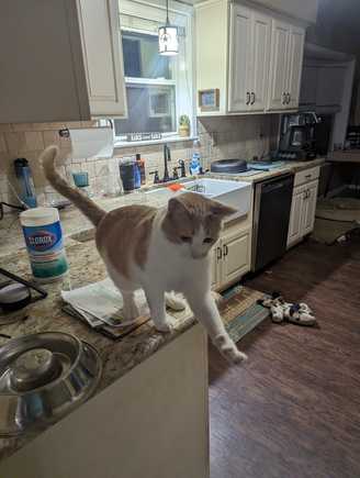 This is Snickers being snickers.  Usually awkward and trying to negotiate for food.  We used to have a "no cats on the counter" rule...that was when we had 2.