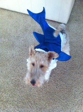 Nigel Halloween 2014