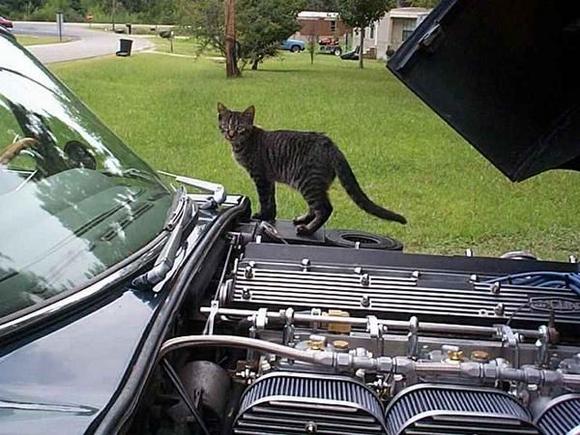 Kitten on my E Type