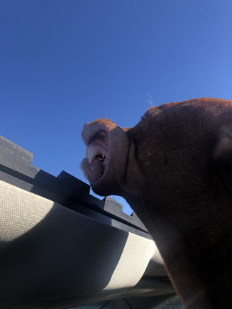 My dogs say yes to the sunroof 😎