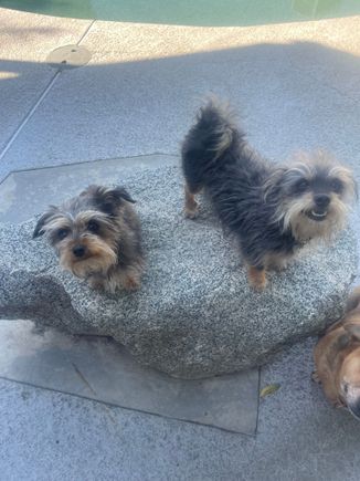 My 2 Snorkies 