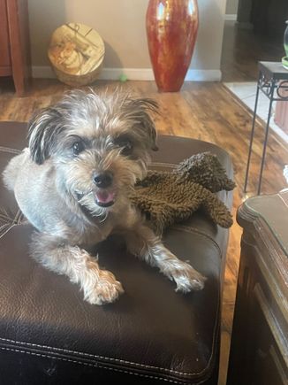 My little one.. most amazing animal for me, PTSD (rough childhood and military-11b, and this one calms me down before I escalate.. if ya know ya know haha