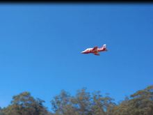 Hawk in action.