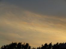 Sunset in Cajun Country.  Time for winter now.  The Canadian Geese also have the idea for a Gulf of Mexico vacation.