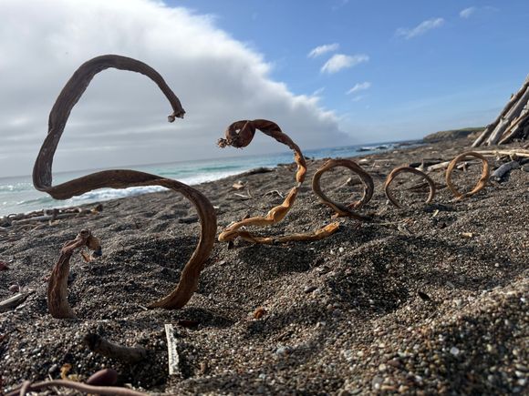 Visiting Cambria California for my birthday. Found an S and a 2. Had to find three 0’s. Success! Kelp art that only we would understand. 